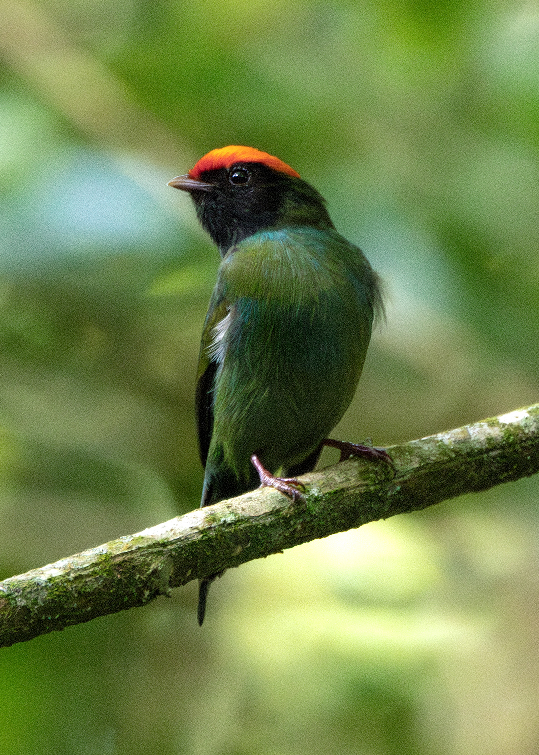 Tangará ♂ (Chiroxiphia caudata)