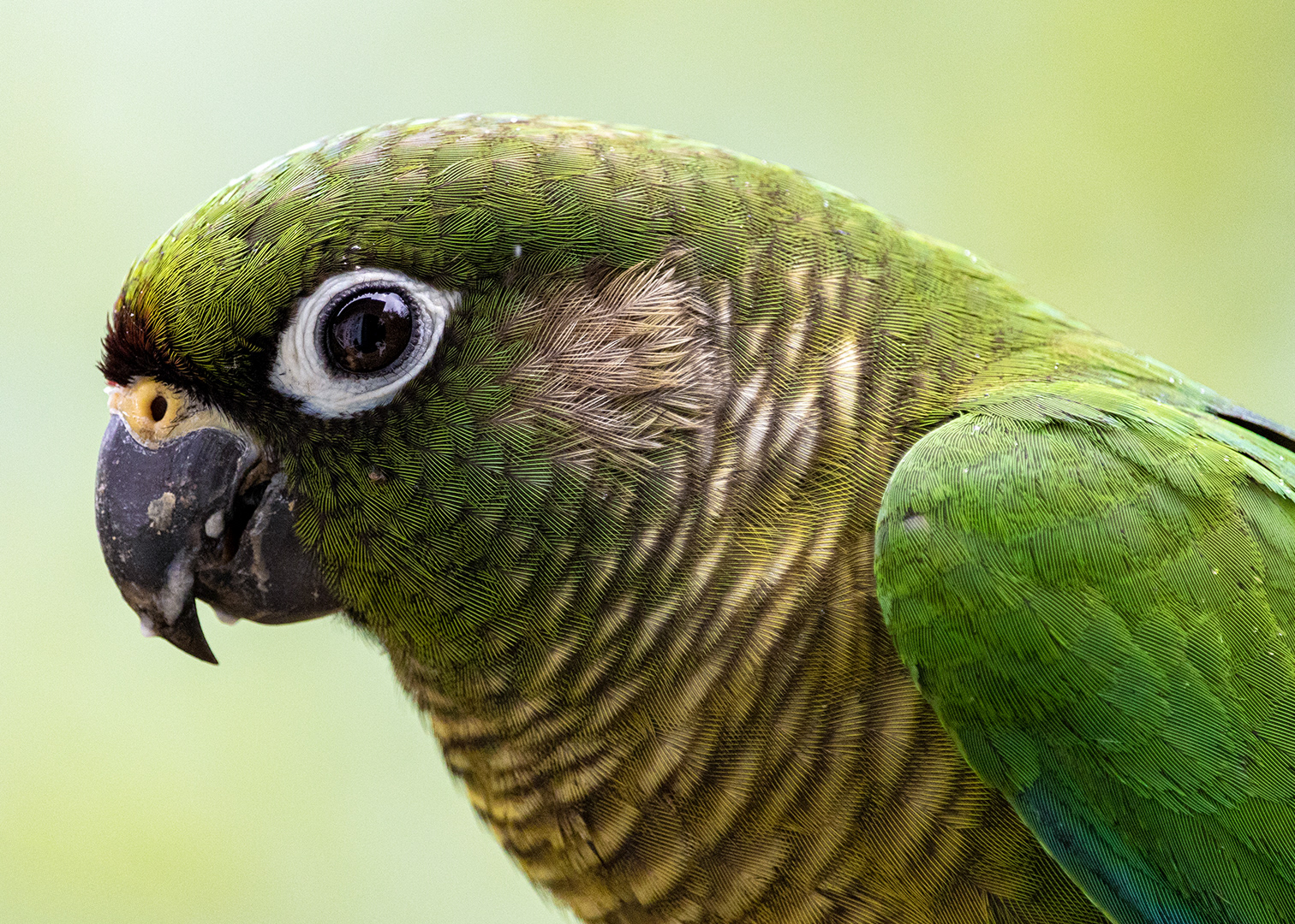 Tiriba-de-testa-vermelha (Pyrrhura frontalis)