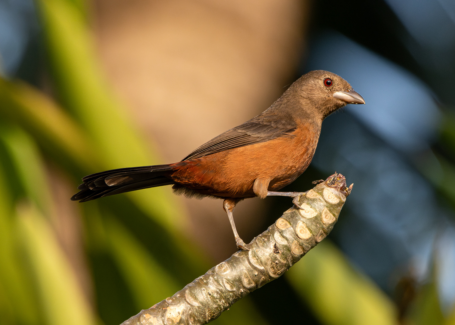 Tiê-sangue ♀ (Ramphocelus bresilia)