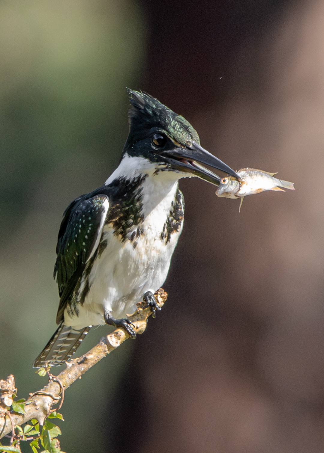 Martim-pescador-verde ♀ (Chloroceryle amazona)