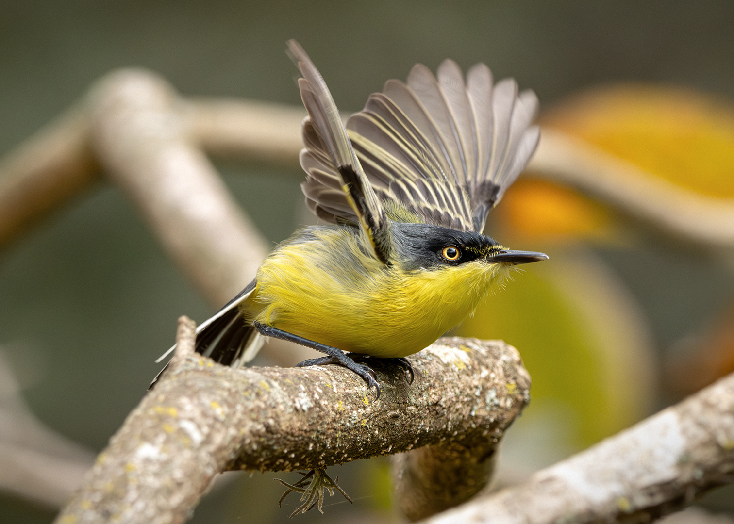 Ferreirinho-relógio (Todirostrum cinereum)