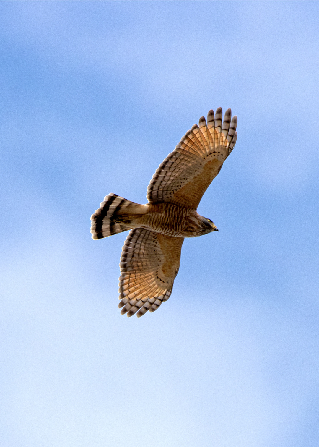 Gavião-carijó (Rupornis magnirostris)
