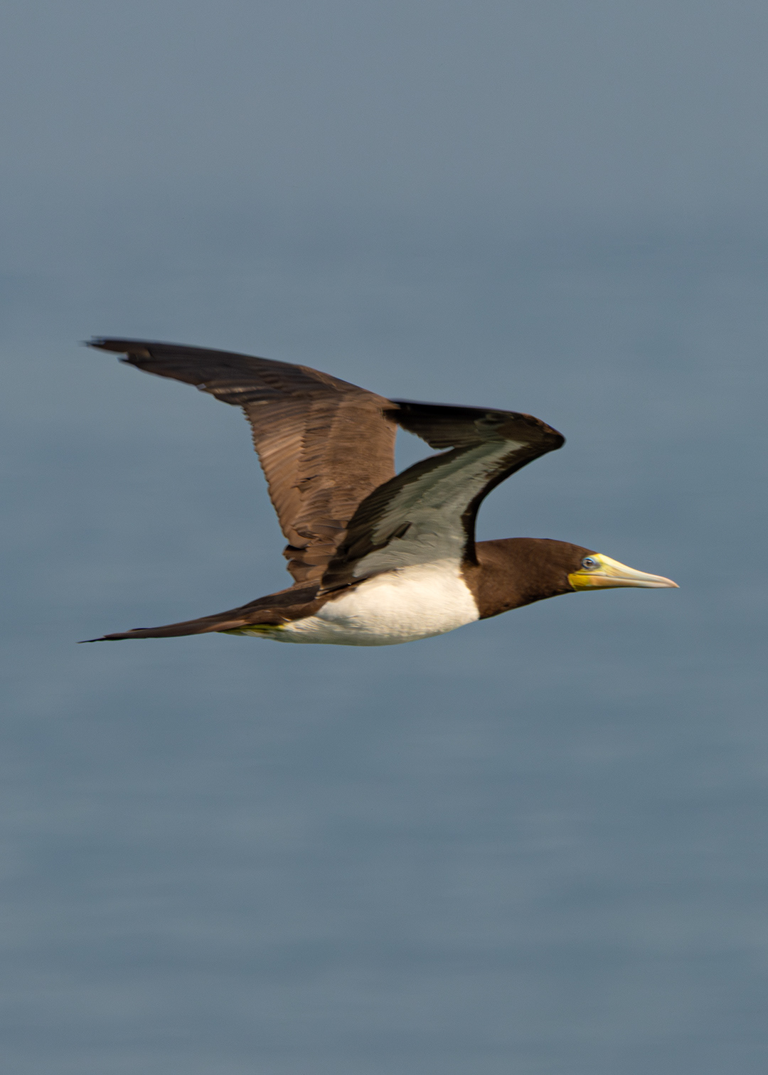 Atobá-pardo (Sula leucogaster)