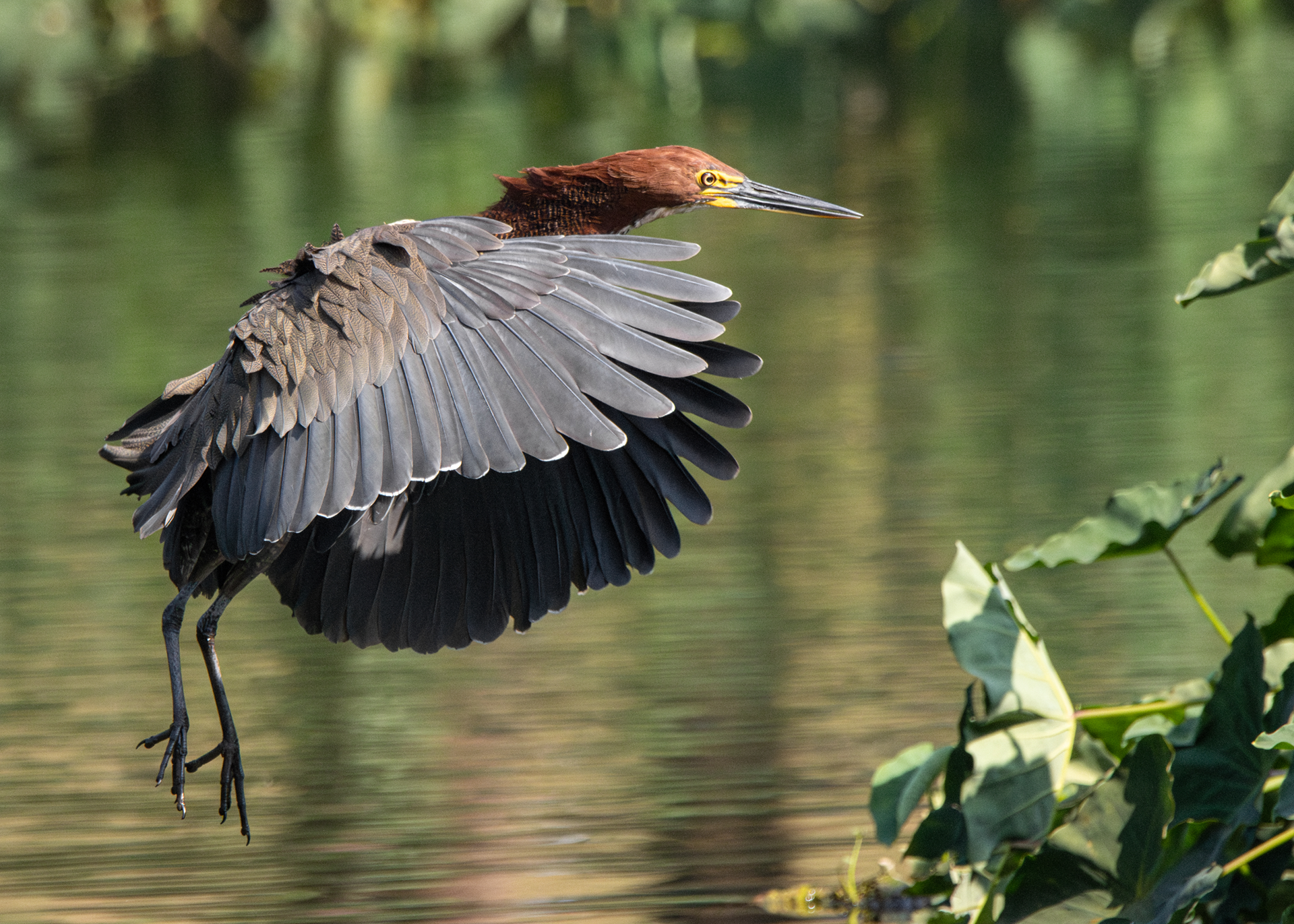 Socó-boi (Tigrisoma lineatum)