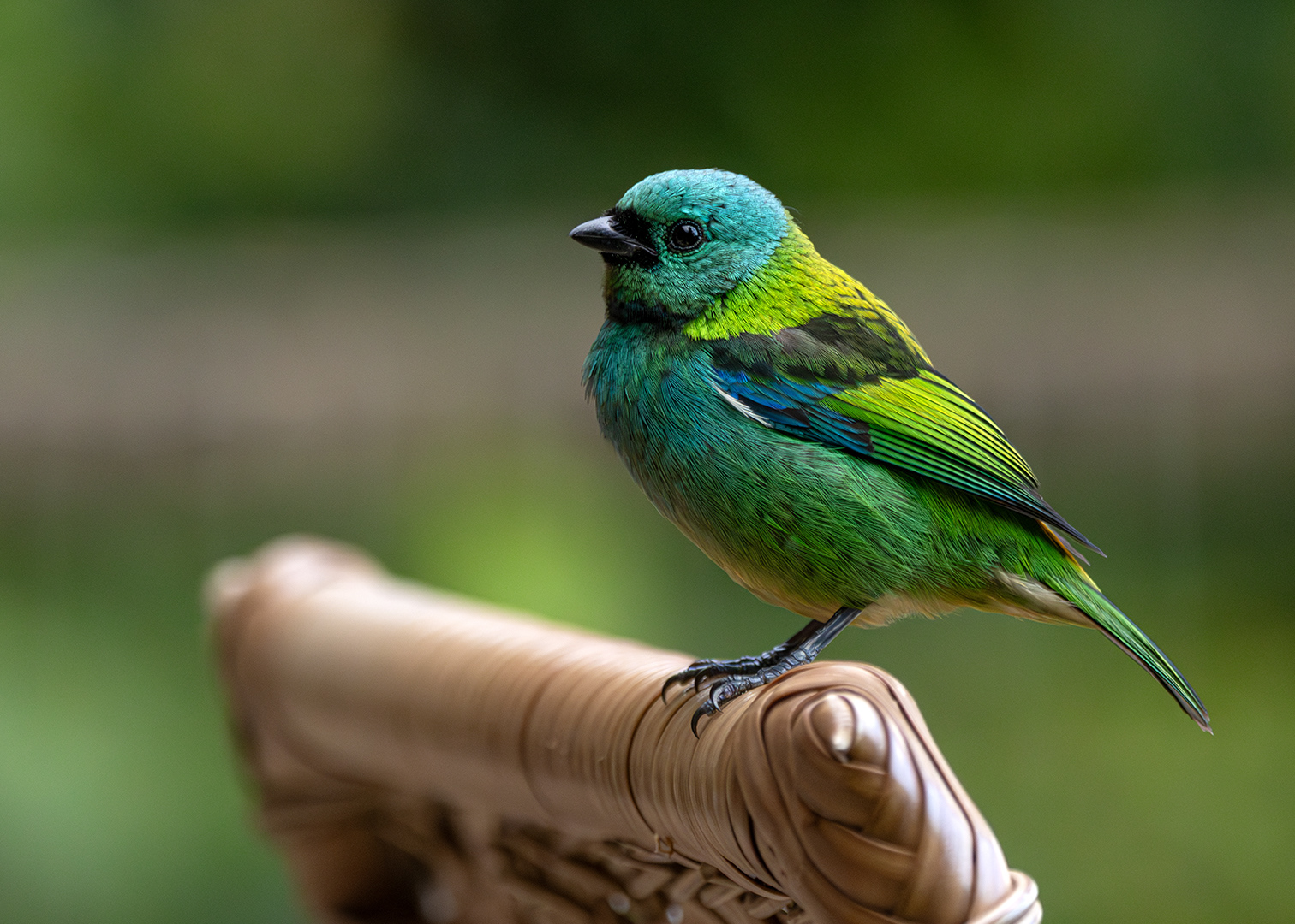 Saíra-sete-cores (Tangara seledon)