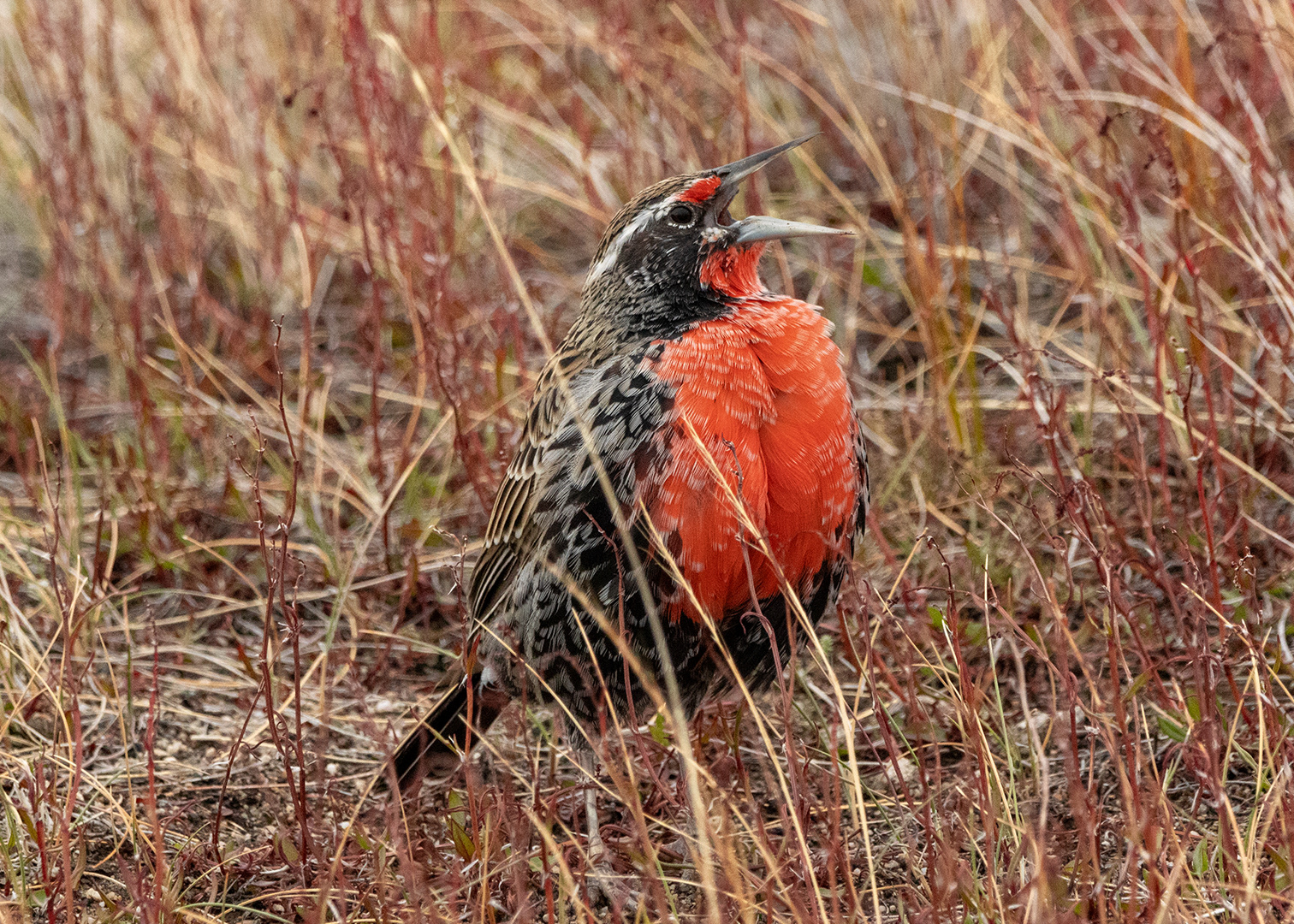 Loica ♂ (Leistes loyca)