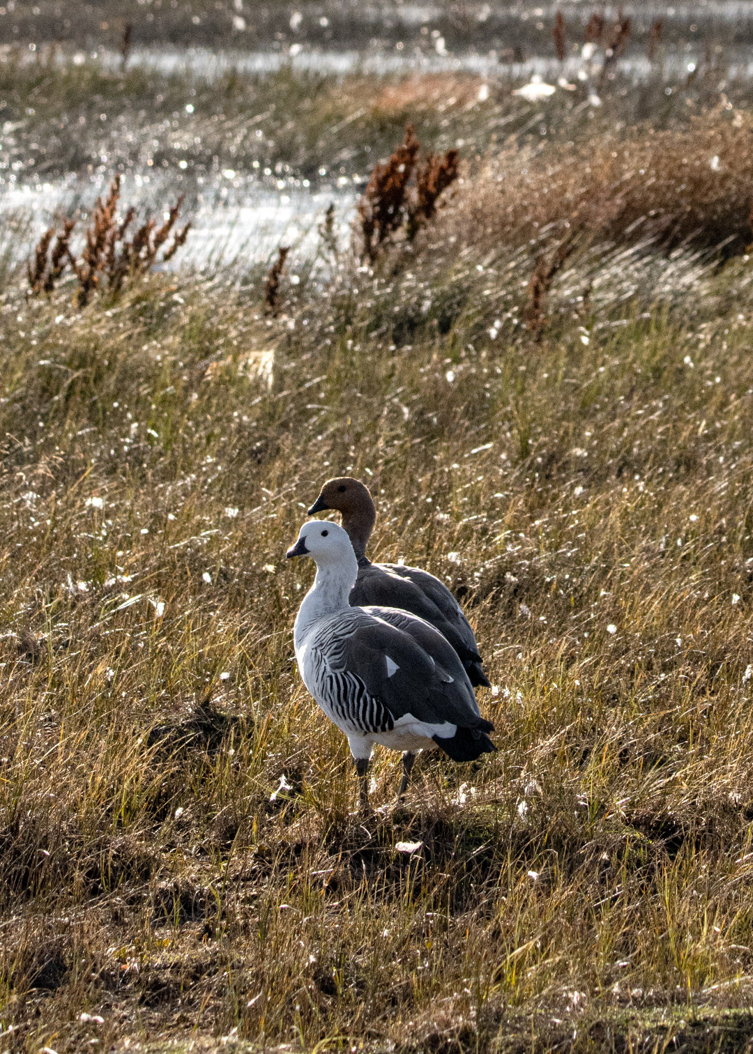 Cauquén común (Chloephaga picta)