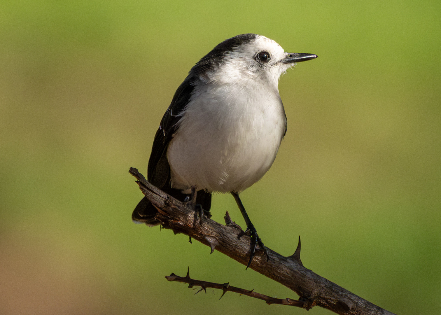 Lavadeira-de-cara-branca (Fluvicola albiventer)