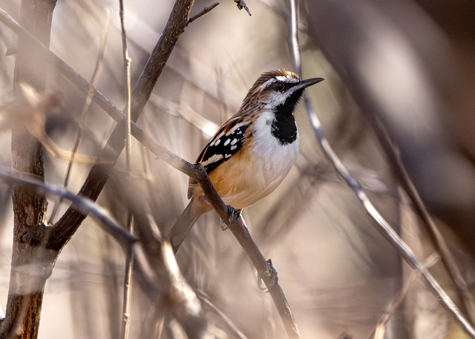Tem-farinha-aí ♂ (Myrmorchilus strigilatus)
