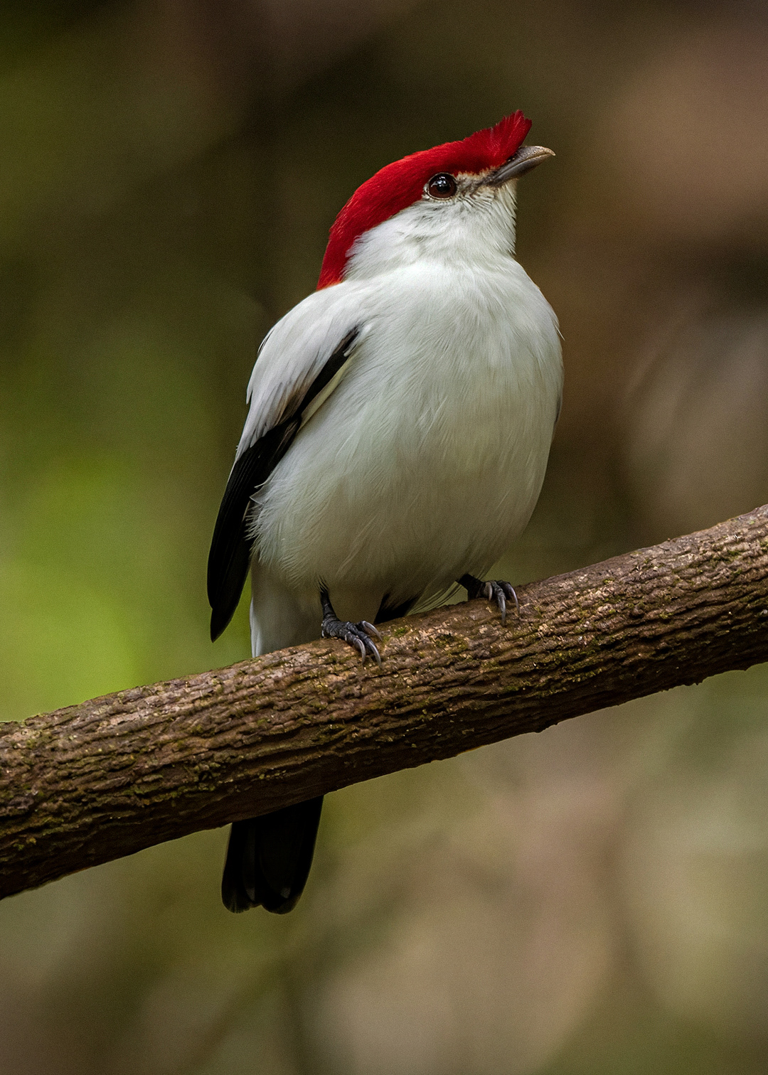 Soldadinho-do-araripe ♂ (Antilophia bokermanni)