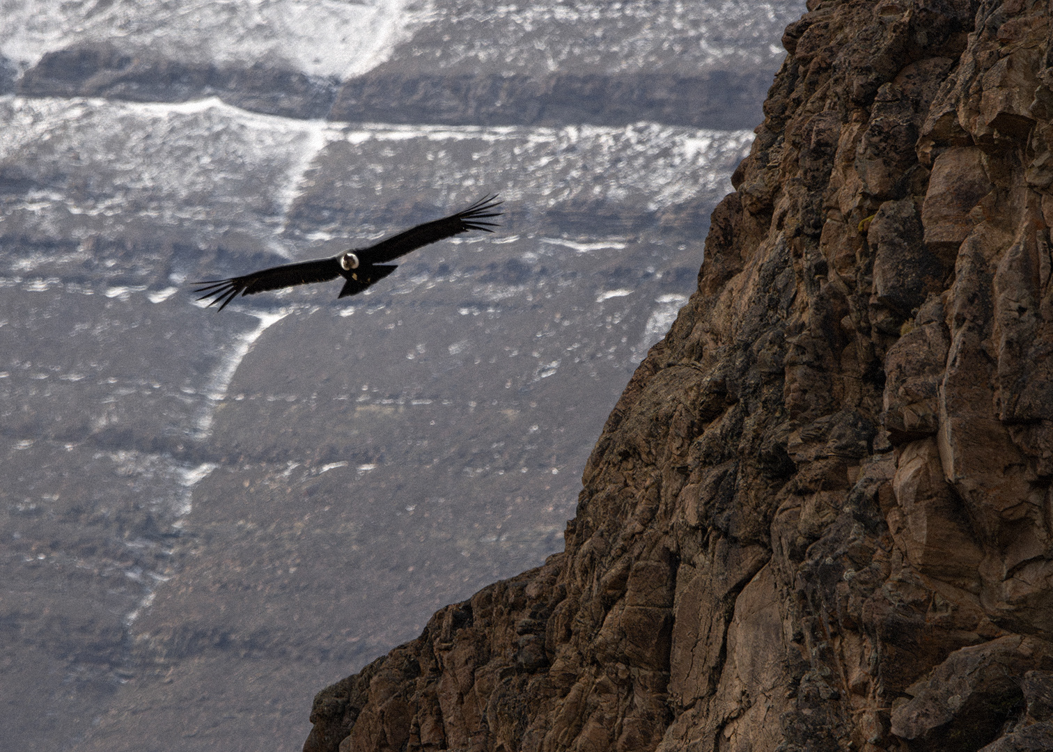 Cóndor andino (Vultur gryphus)