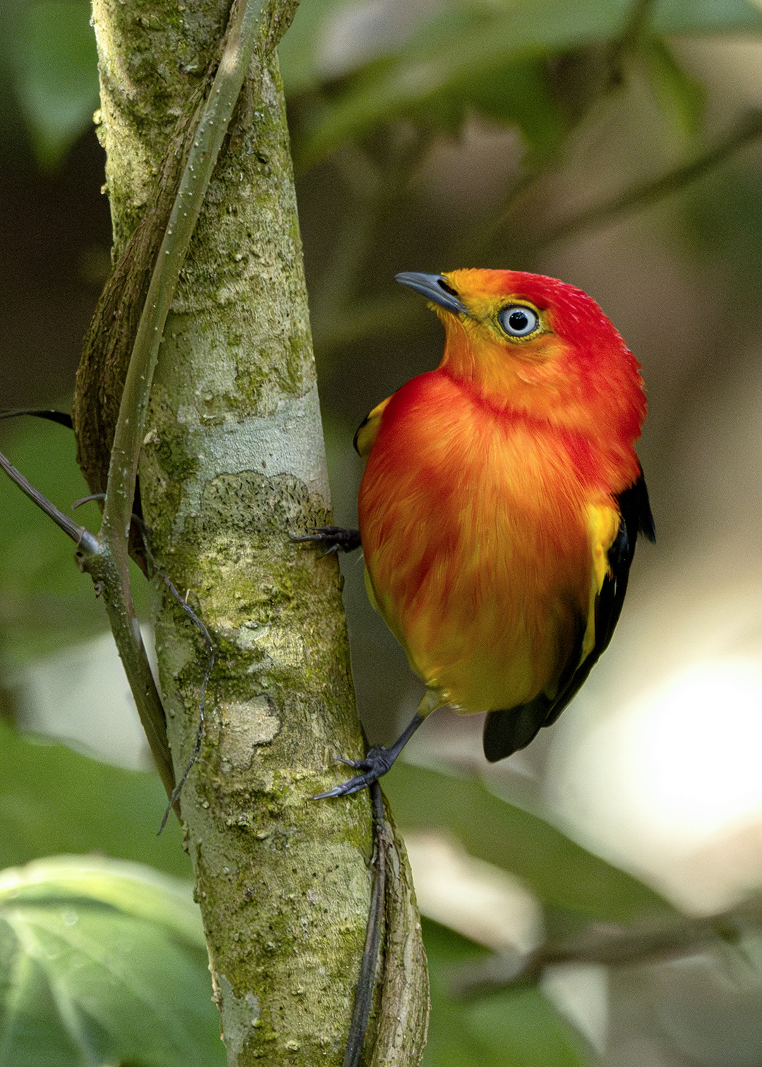 Uirapuru-laranja ♂ (Pipra fasciicauda)