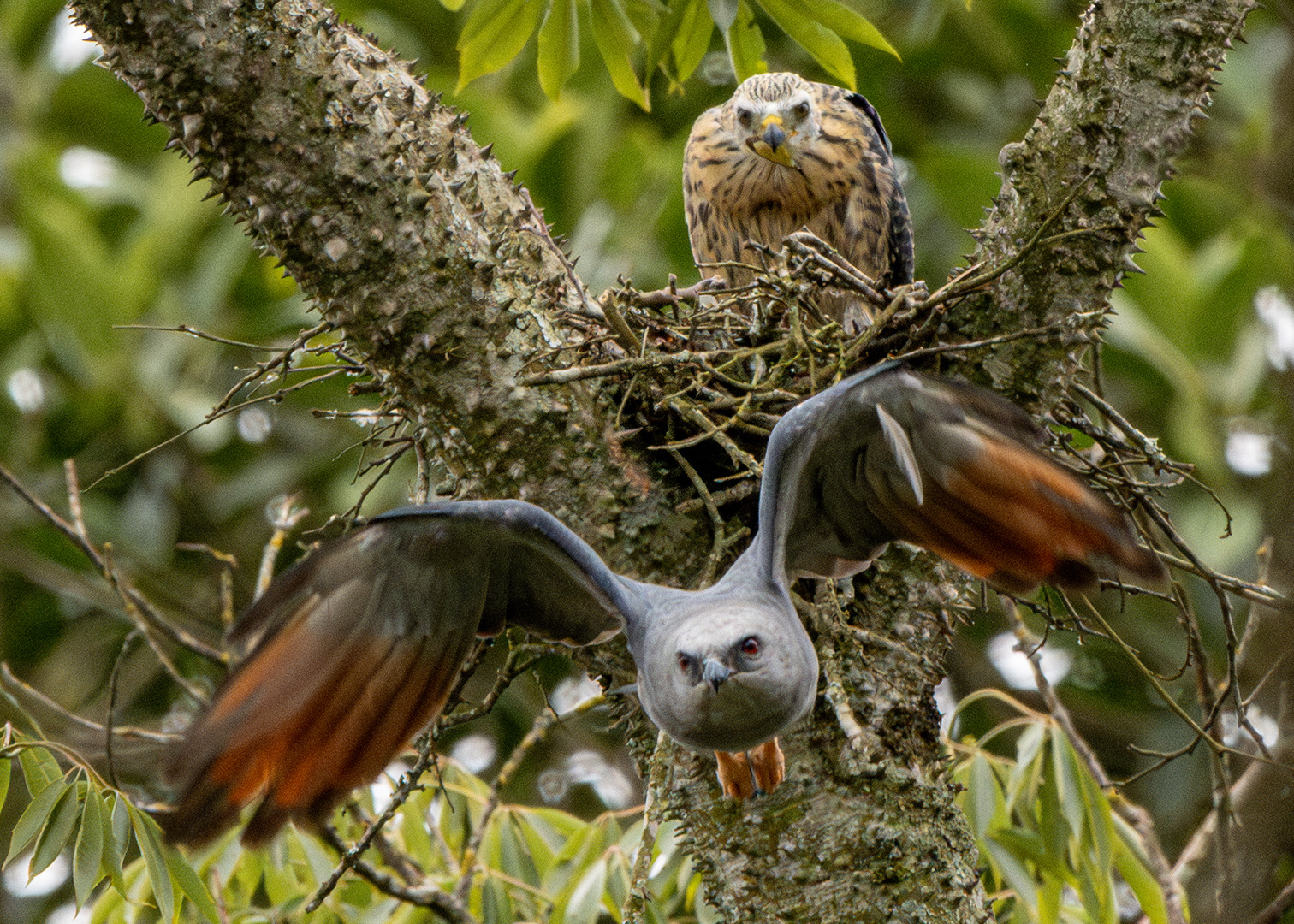 Sovi (Ictinia plumbea)
