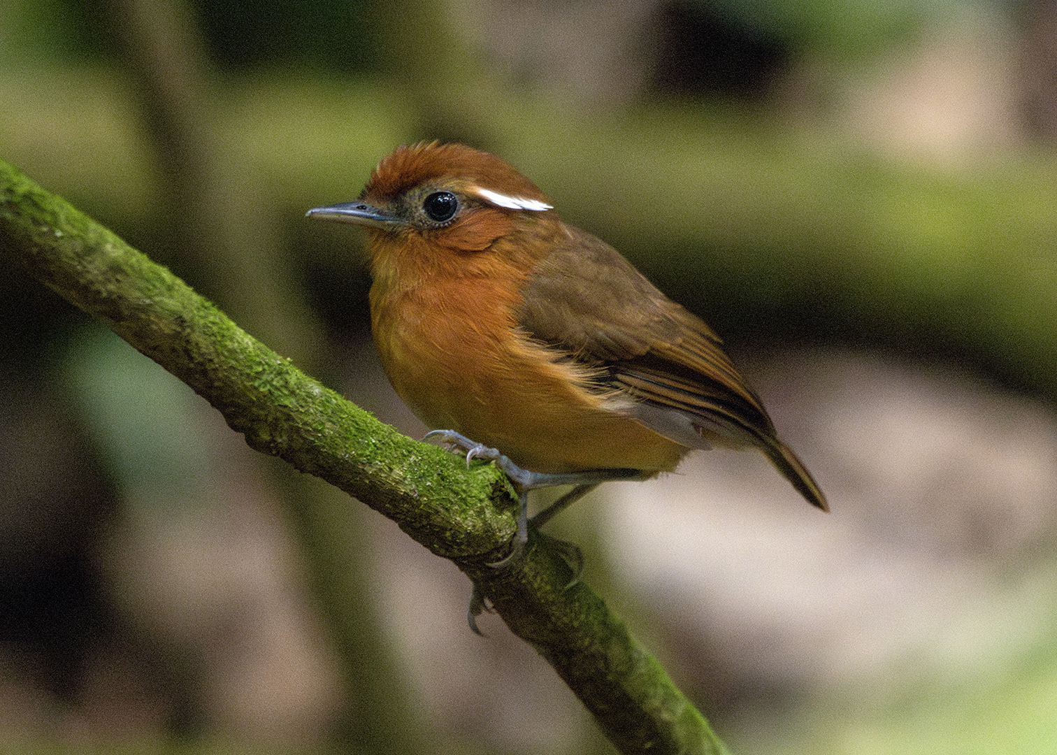 Chupa-dente-do-nordeste ♂ (Conopophaga cearae)