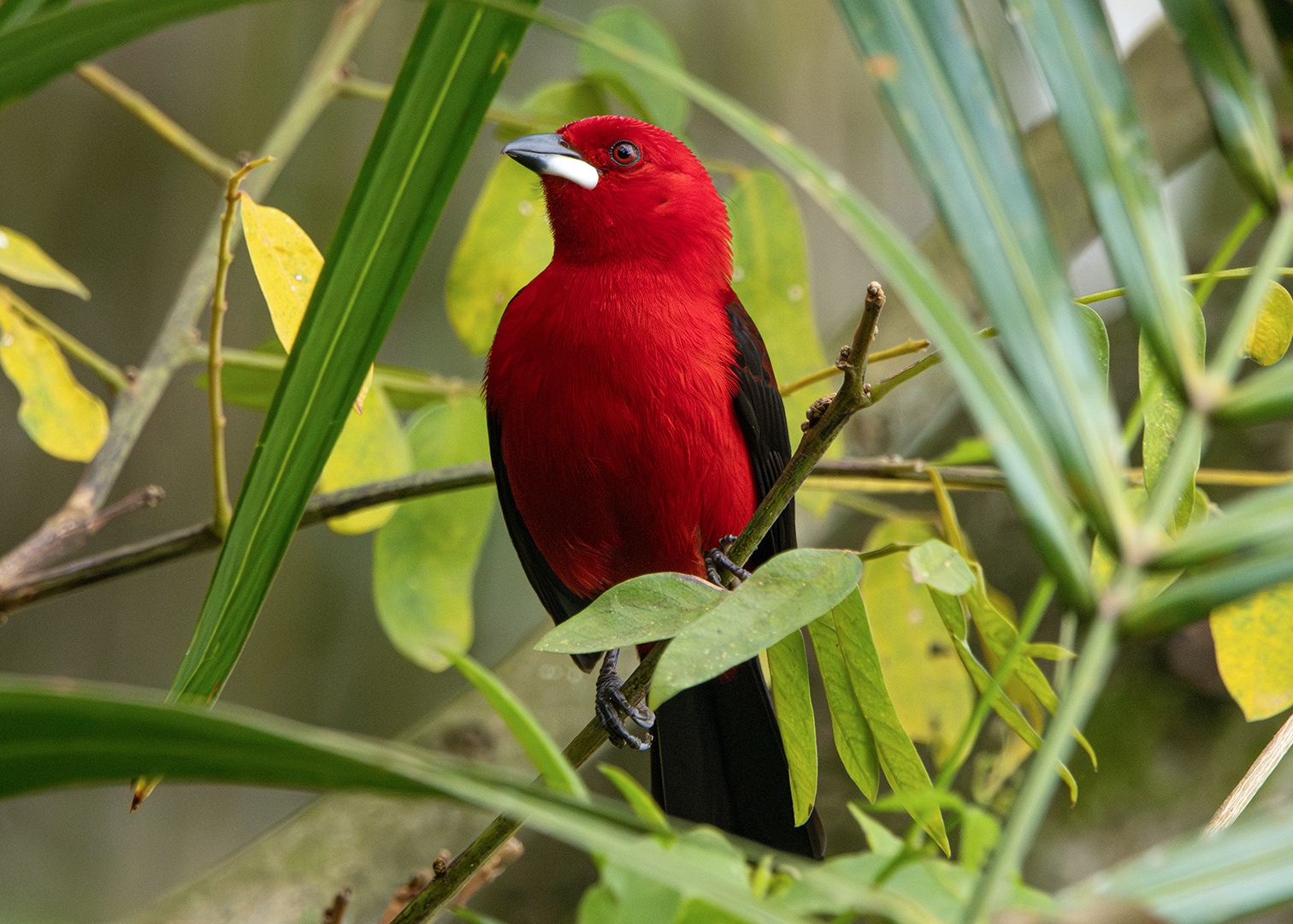 Tiê-sangue ♂ (Ramphocelus bresilia)