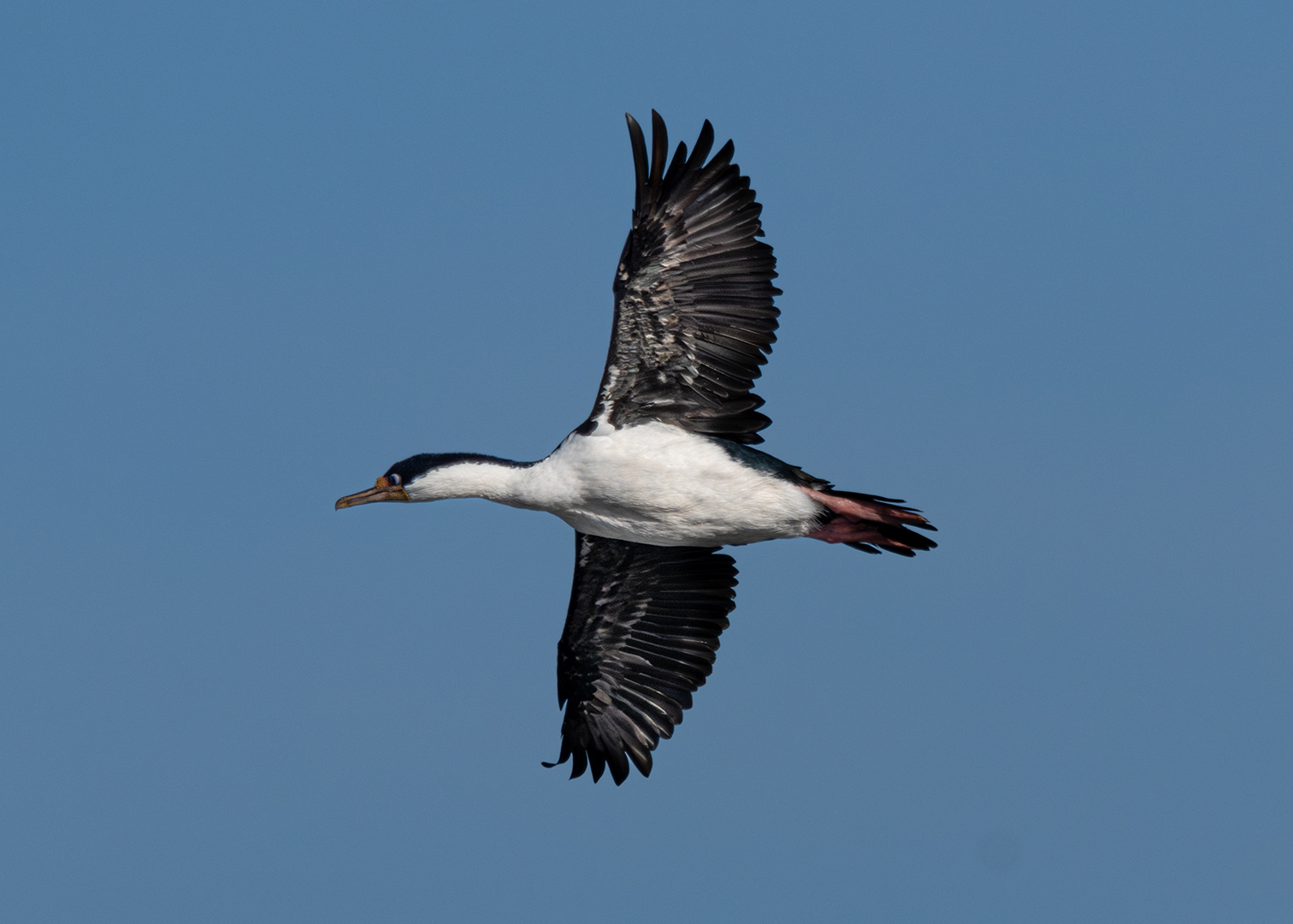 Cormorán imperial (Leucocarbo atriceps)