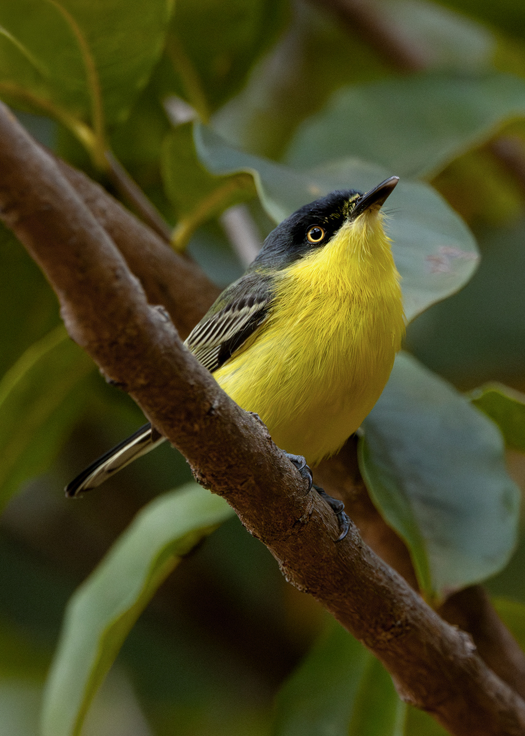 Ferreirinho-relógio (Todirostrum cinereum)