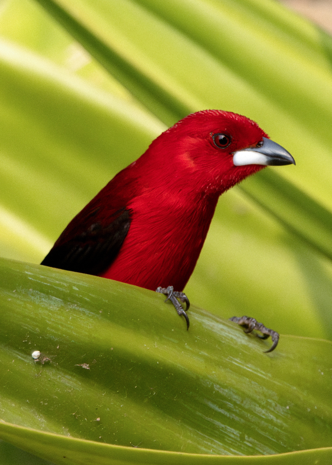 Tiê-sangue ♂ (Ramphocelus bresilia)