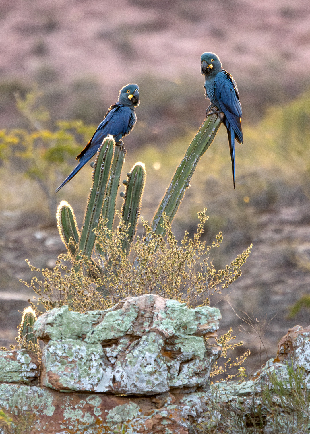 Arara-azul-da-caatinga (Anodorhynchus leari)