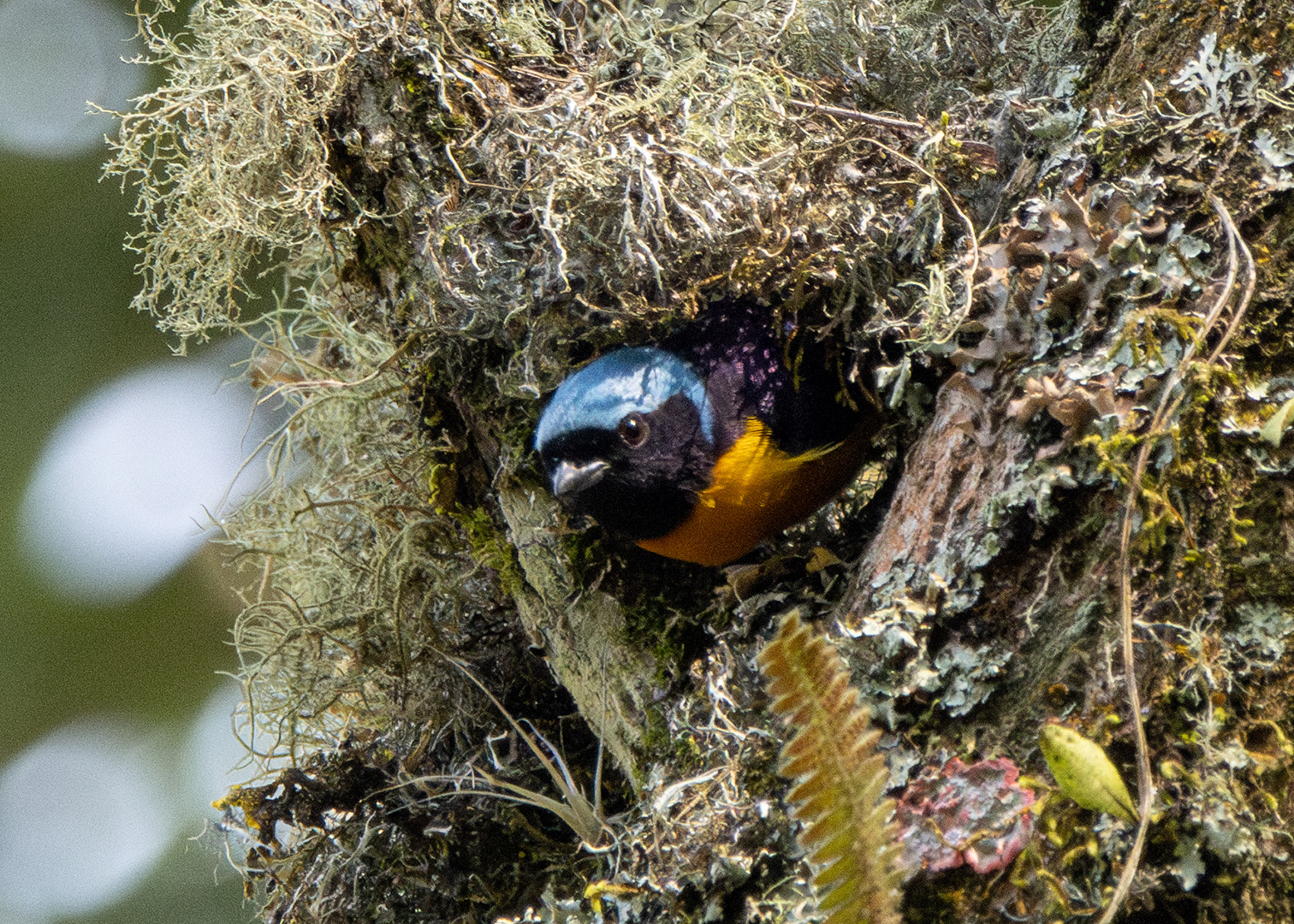 Gaturamo-rei ♂ (Cyanophonia cyanocephala)