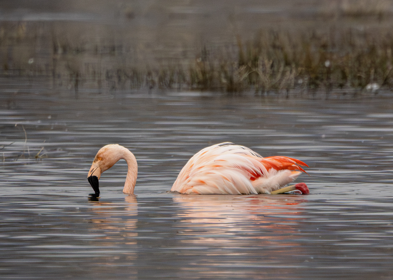 Flamenco austral (Phoenicopterus chilensis)