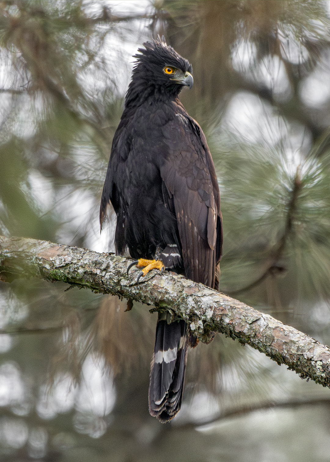 Águia-pega-macaco (Spizaetus tyrannus)