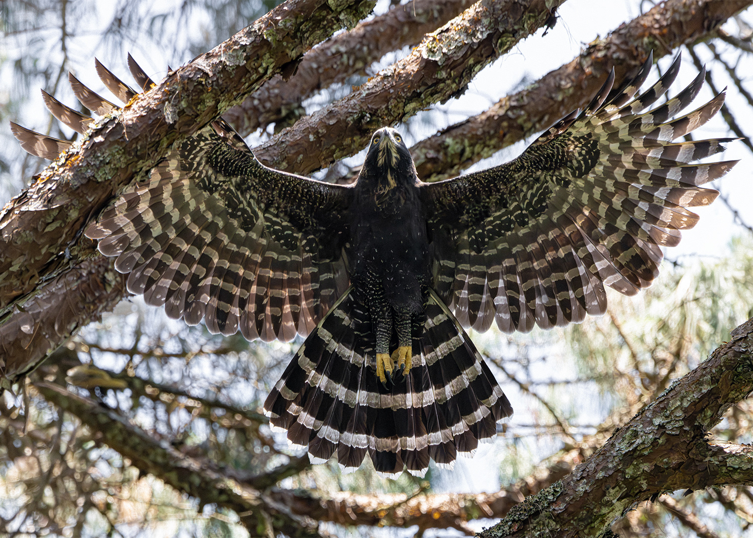 Águia-pega-macaco (Spizaetus tyrannus)
