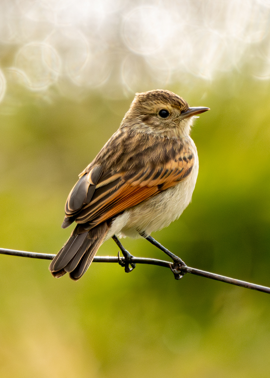 Pico de plata ♀ (Hymenops perspicillatus)