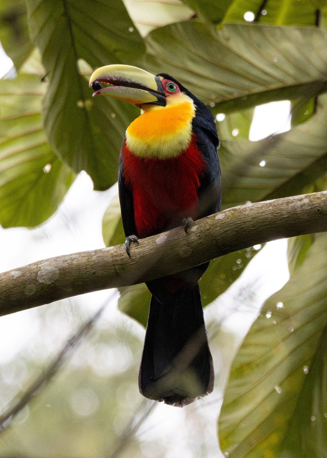 Tucano-de-bico-verde (Ramphastos dicolorus)