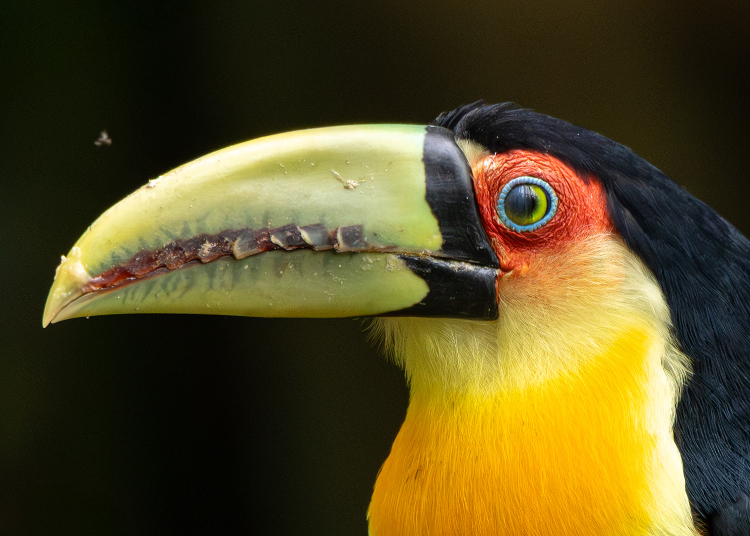 Tucano-de-bico-verde (Ramphastos dicolorus)