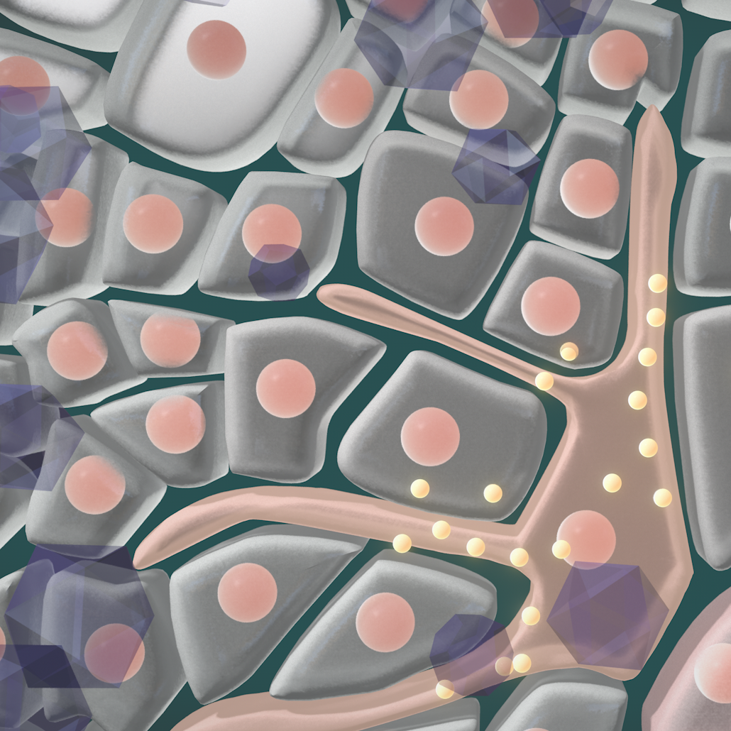 毛母の３Dモデルの中を成分が浸透する様子を表す３Dアニメーション