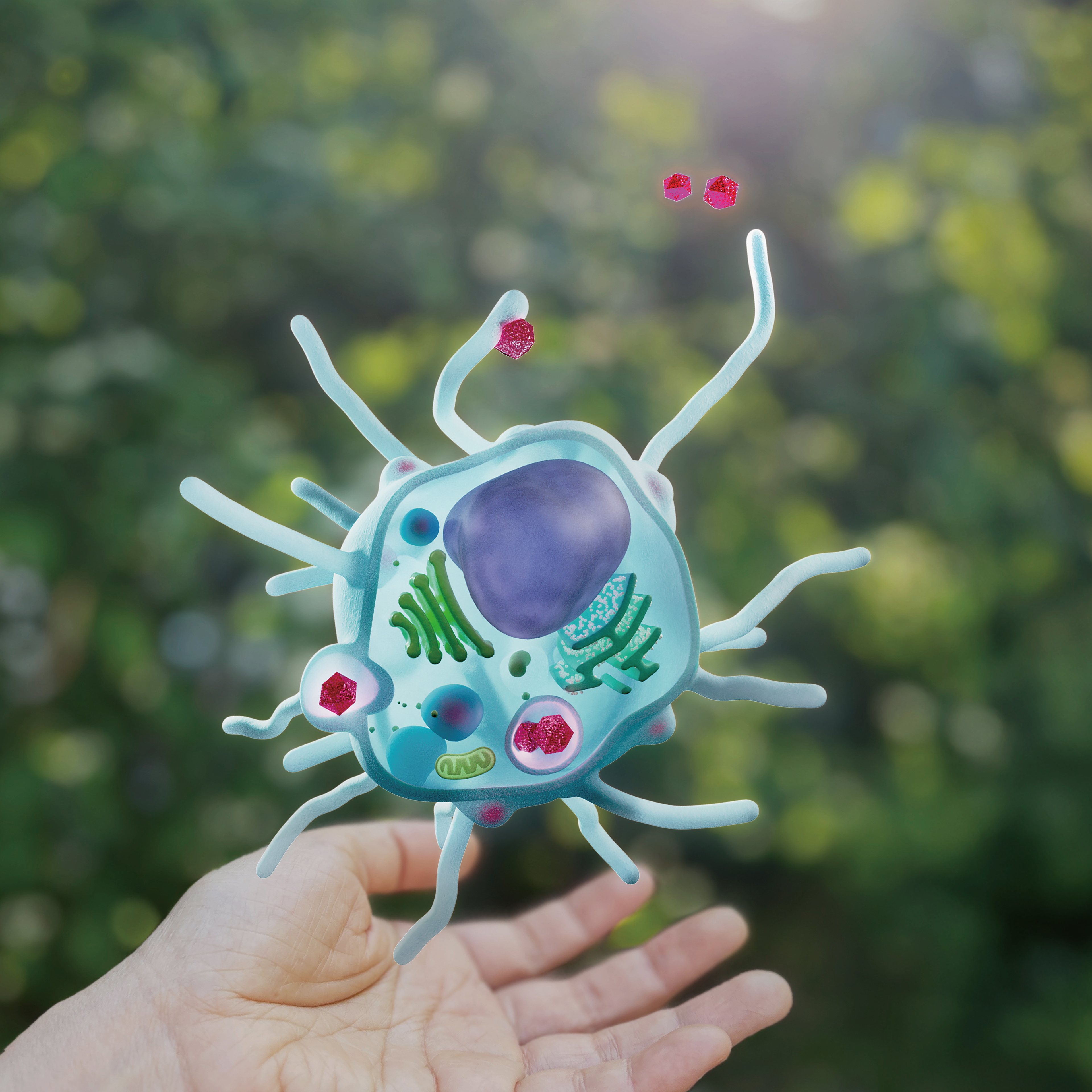 クリエポメインビジュアル　白血球細胞断面