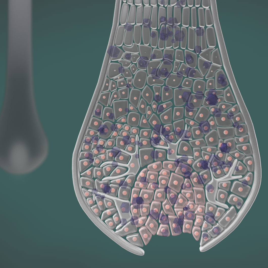 白髪ができる原因を、細胞レベルでメディカルアニメーションとして解説