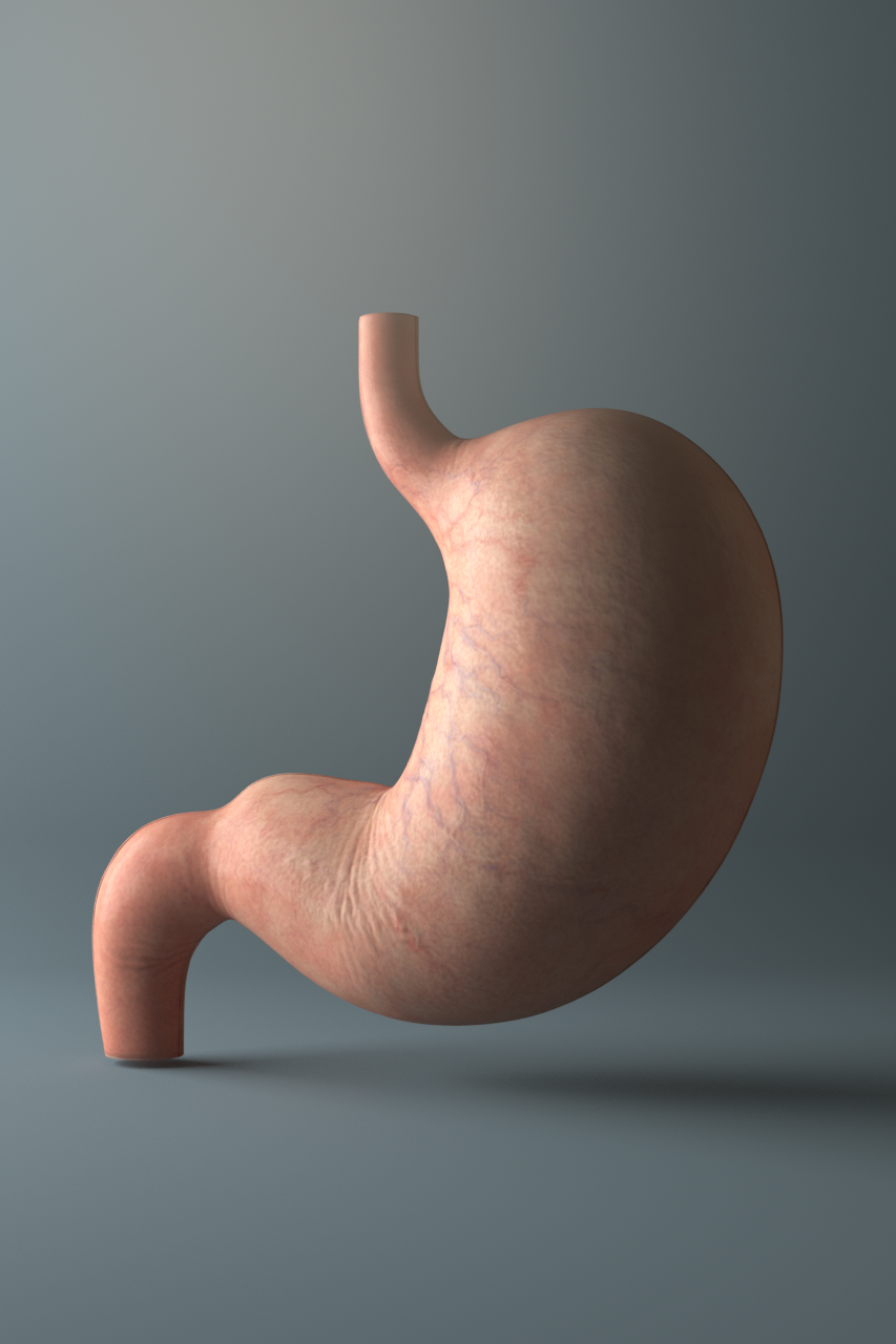 ポートレートのような胃の３DCGレンダリング