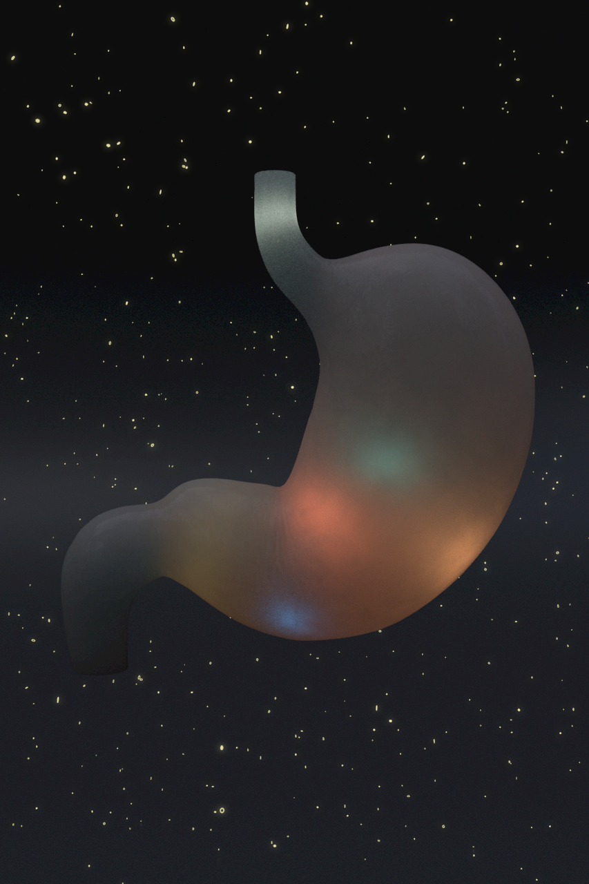 キービジュアルなどを想定した、架空の胃のイメージ図　３DCG