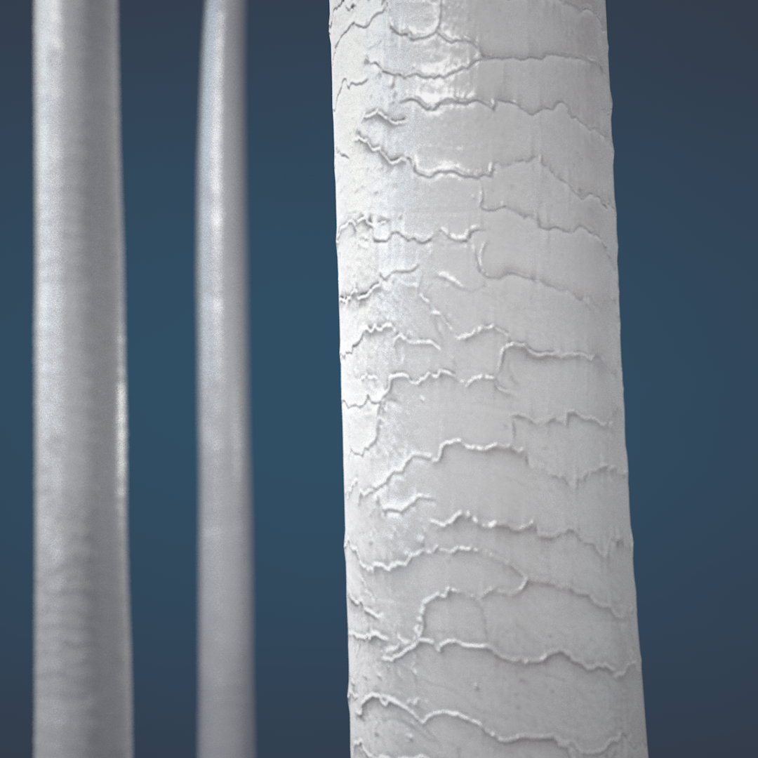 白髪の３Dモデル　