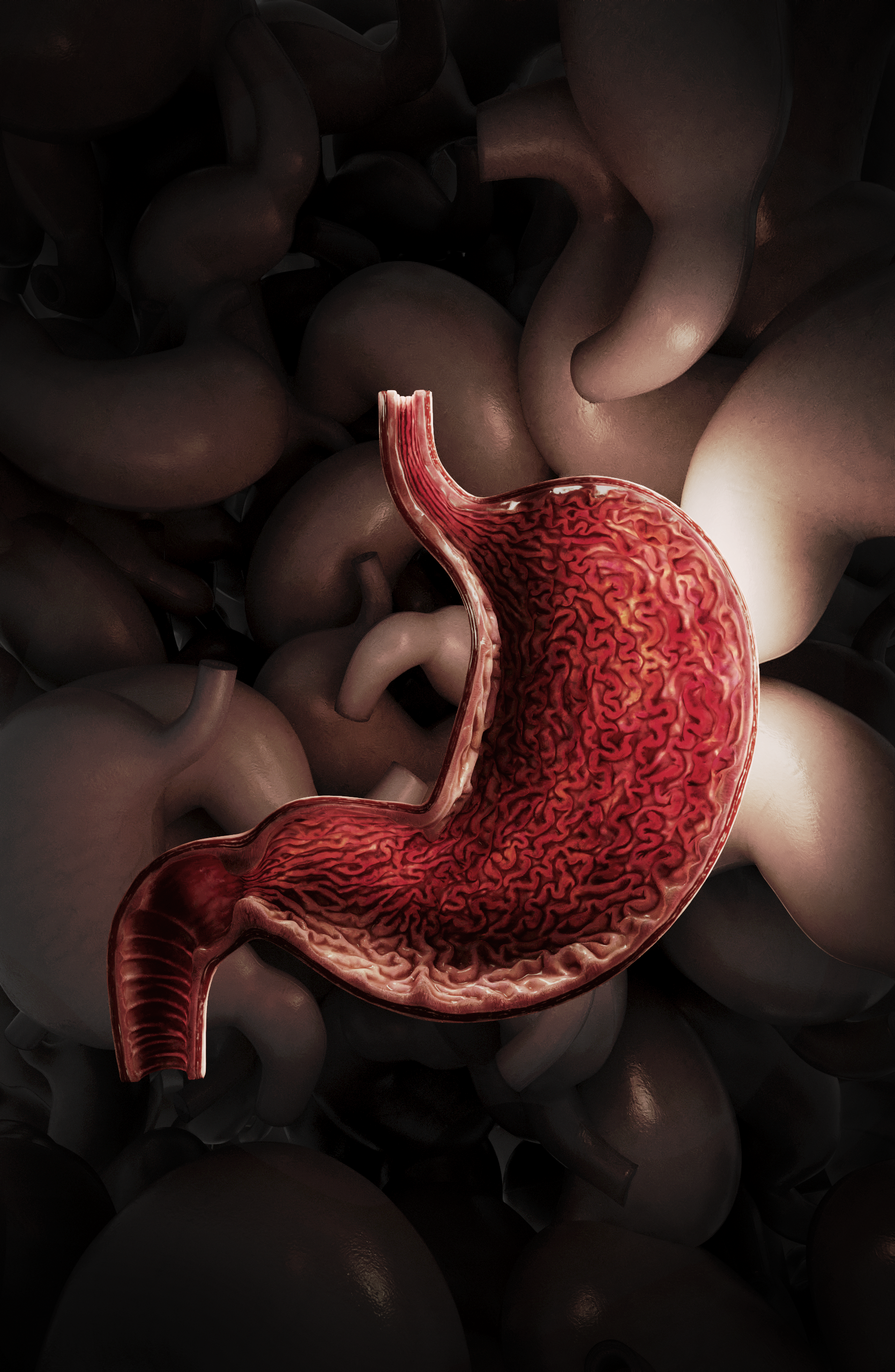 胃のリアルな３DCG断面図、キービジュアルとしての使用を想定