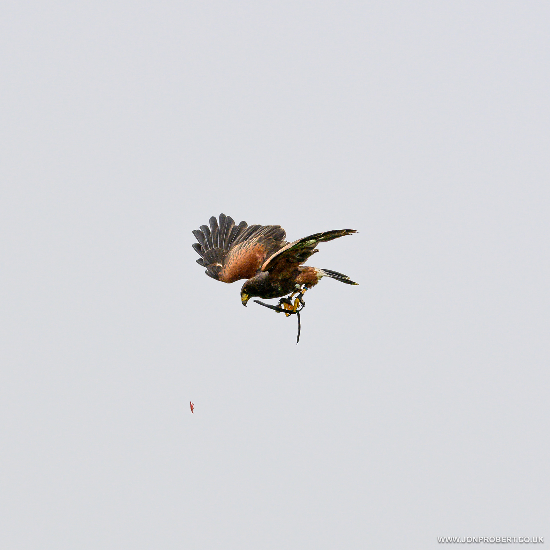 Catching a chicken foot
