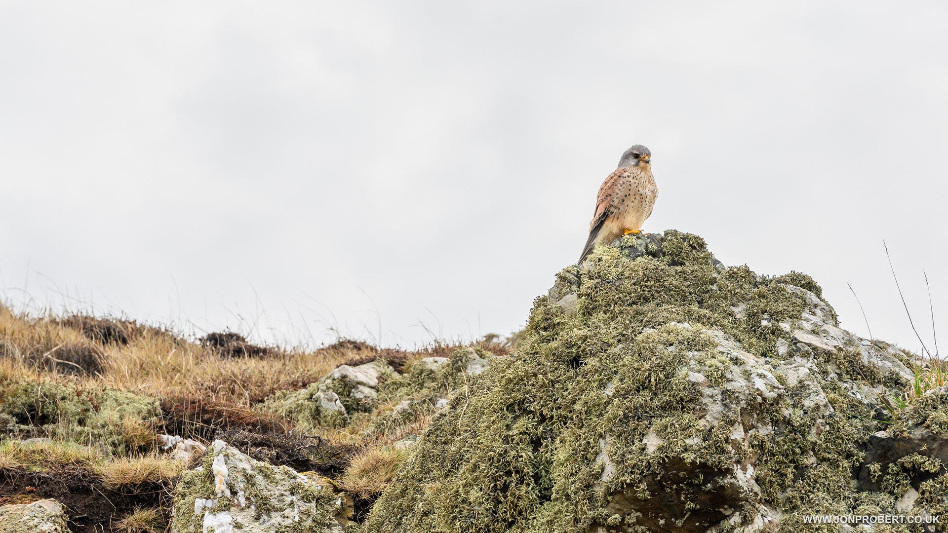 Kestrel
