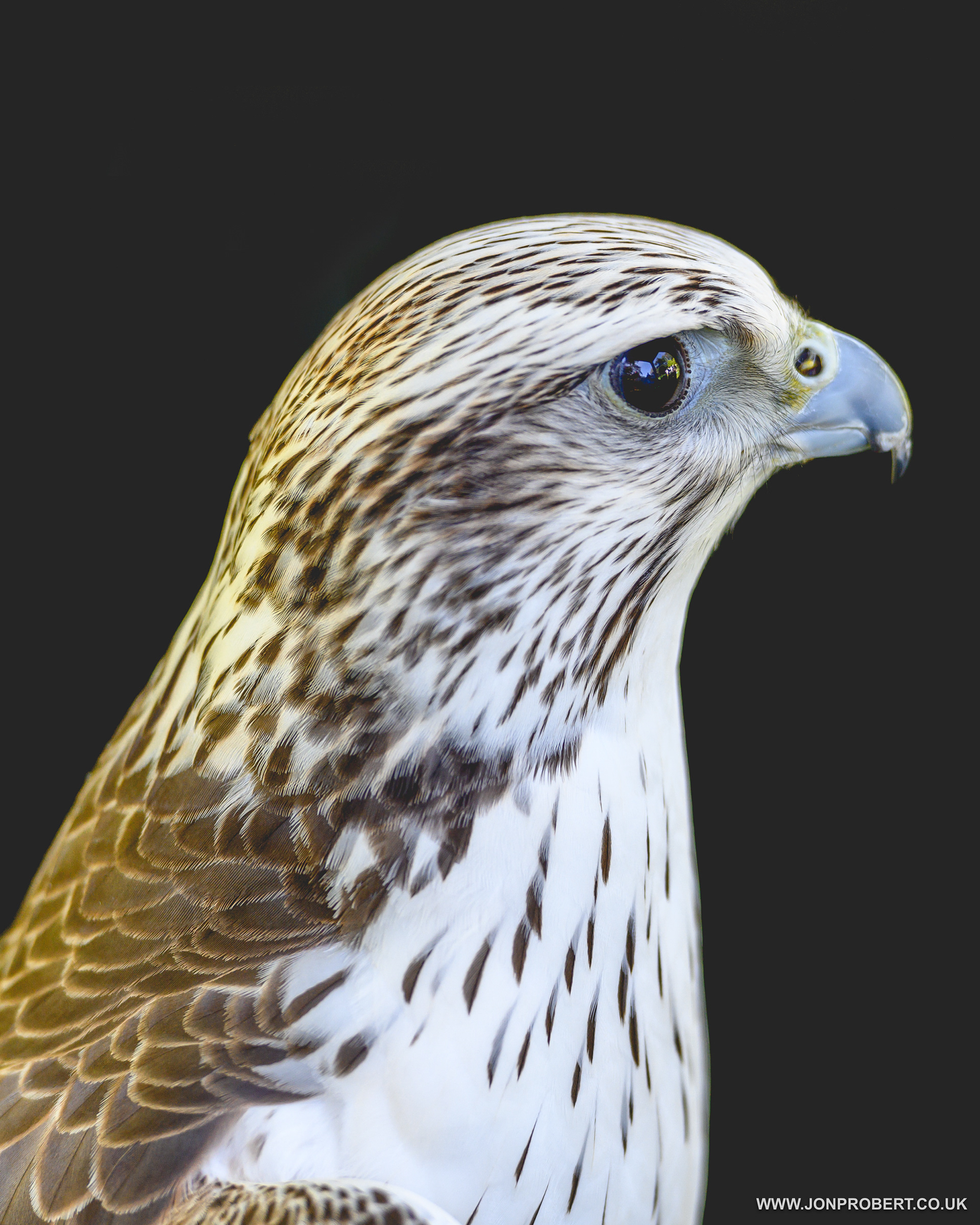Gyr X Saker Falcon