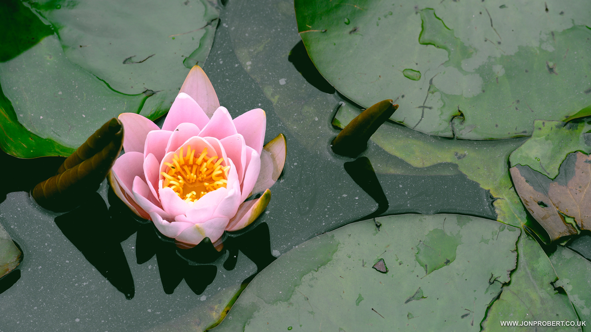 Water Lilly