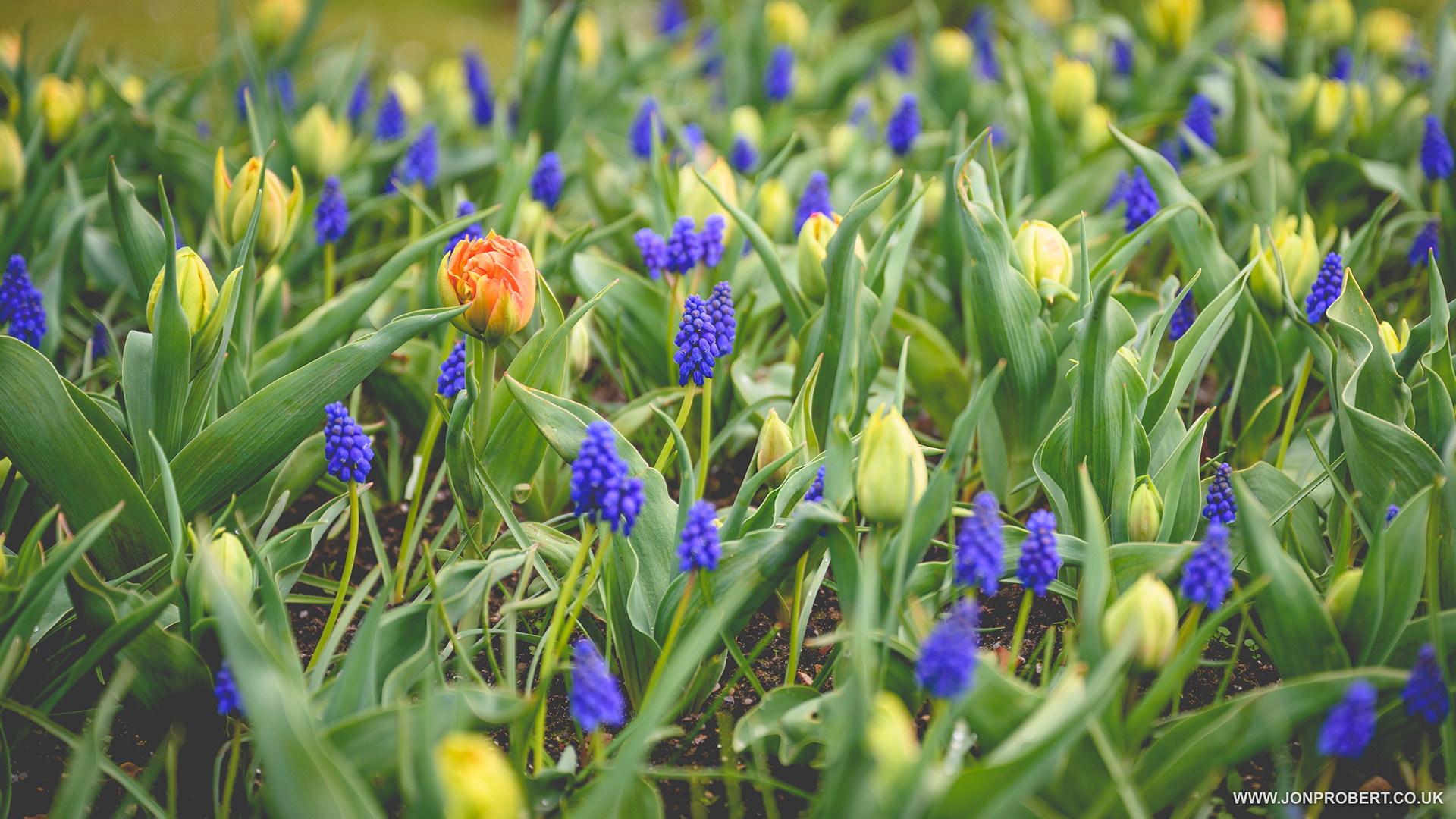 Spring is a springin'