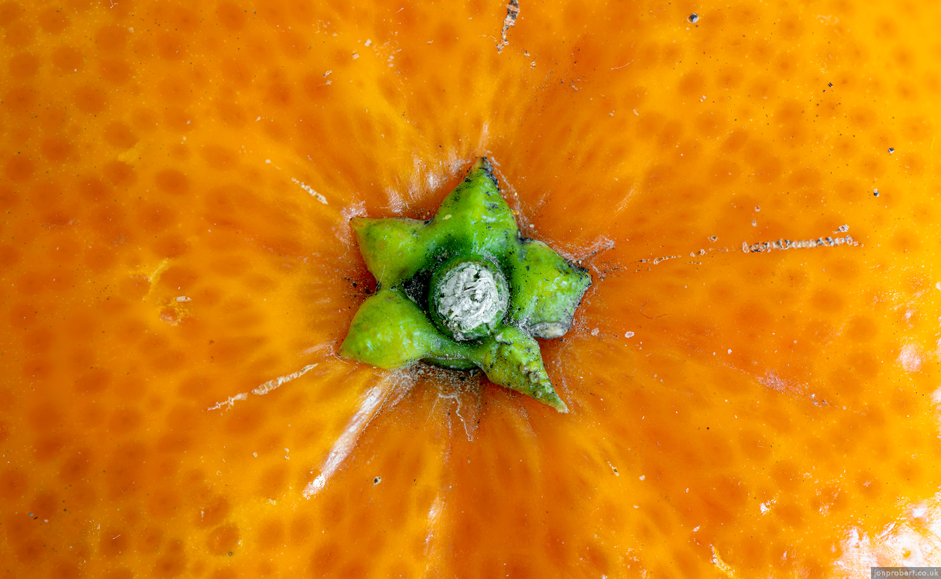 Top of my morning tangerine using 5 focus stacked images to get it all crisp.