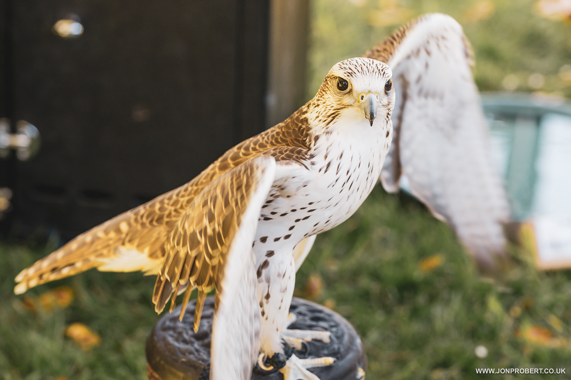 Aero te Gyr X Saker Falcon