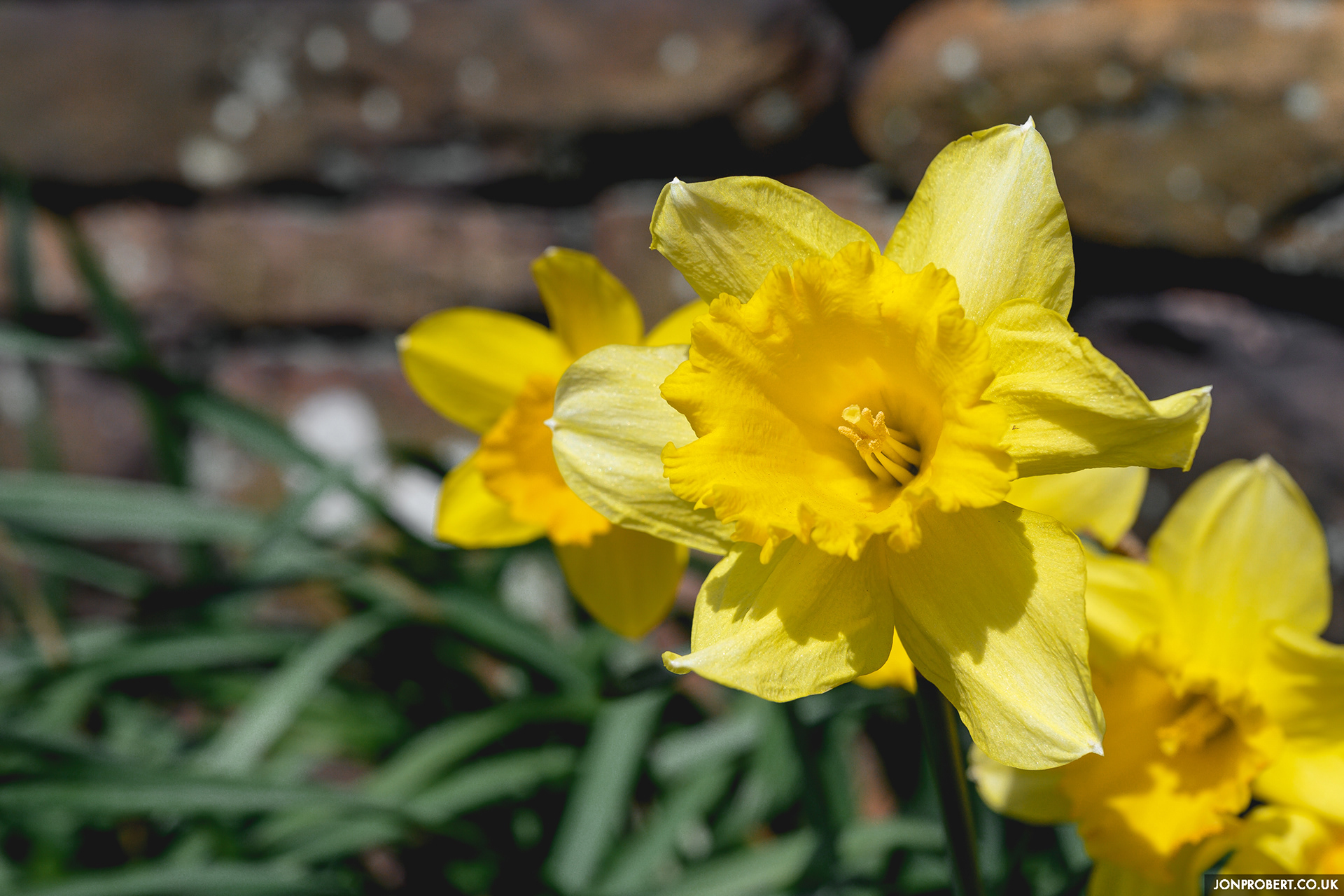 Love me some daffs