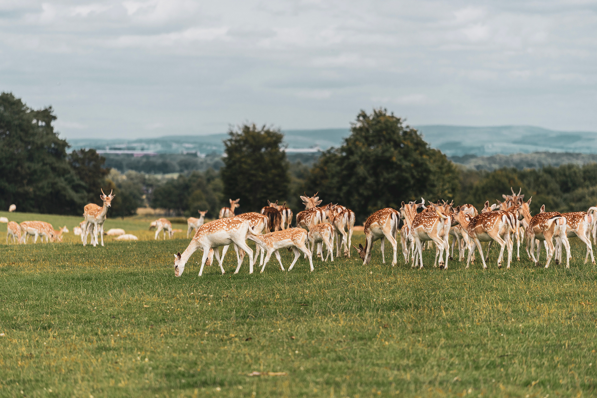 Deer at Tatton