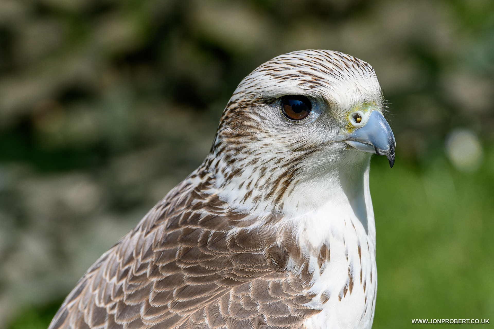 Gyr X Saker Falcon