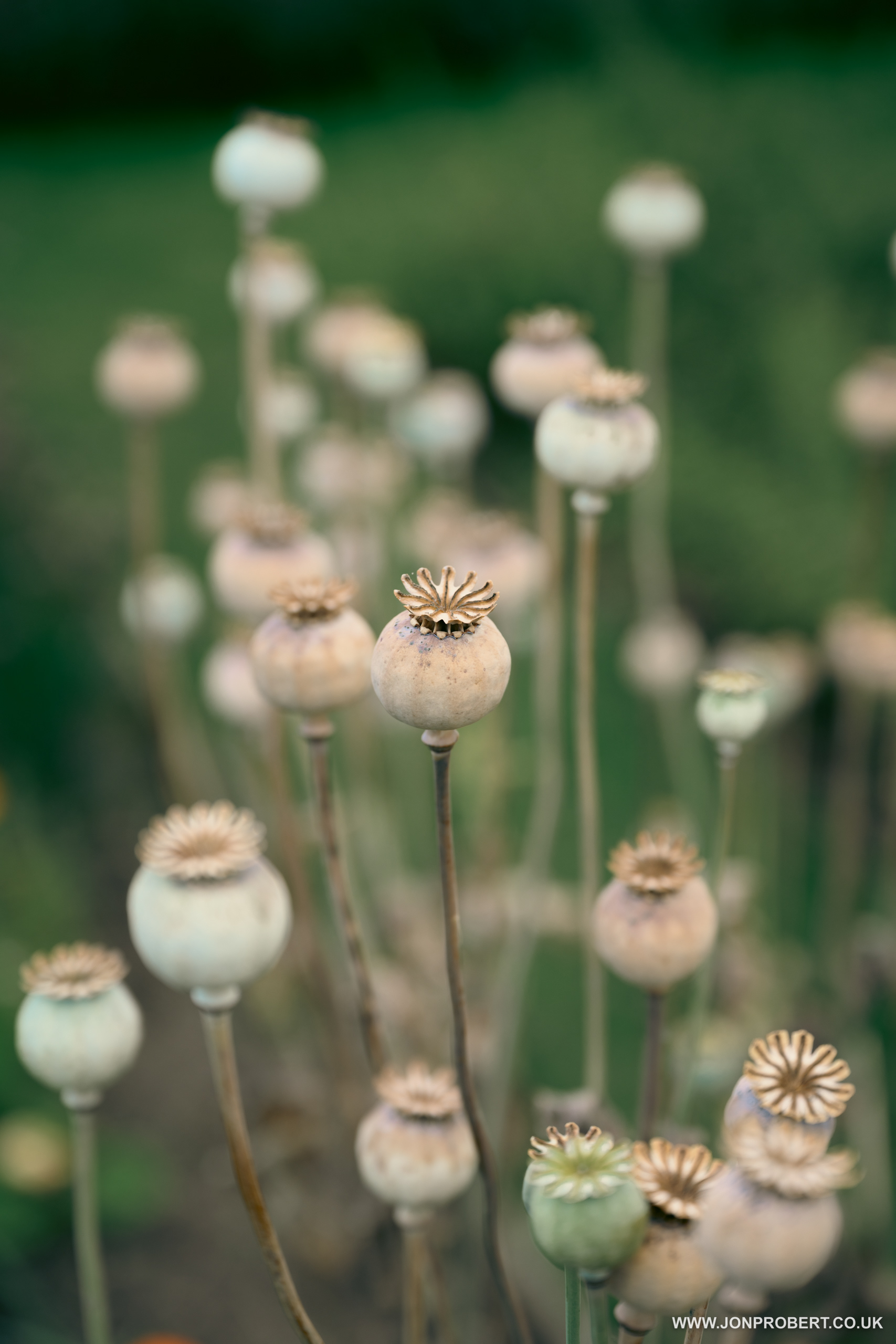 Poppy
