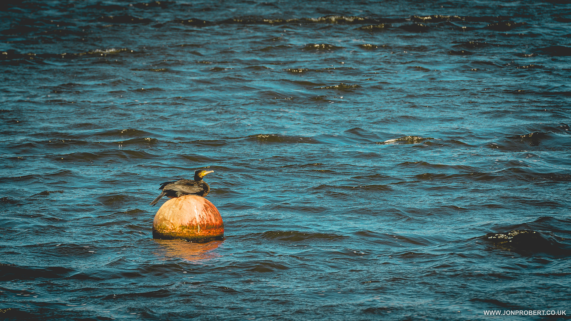 Cormorant out on the water