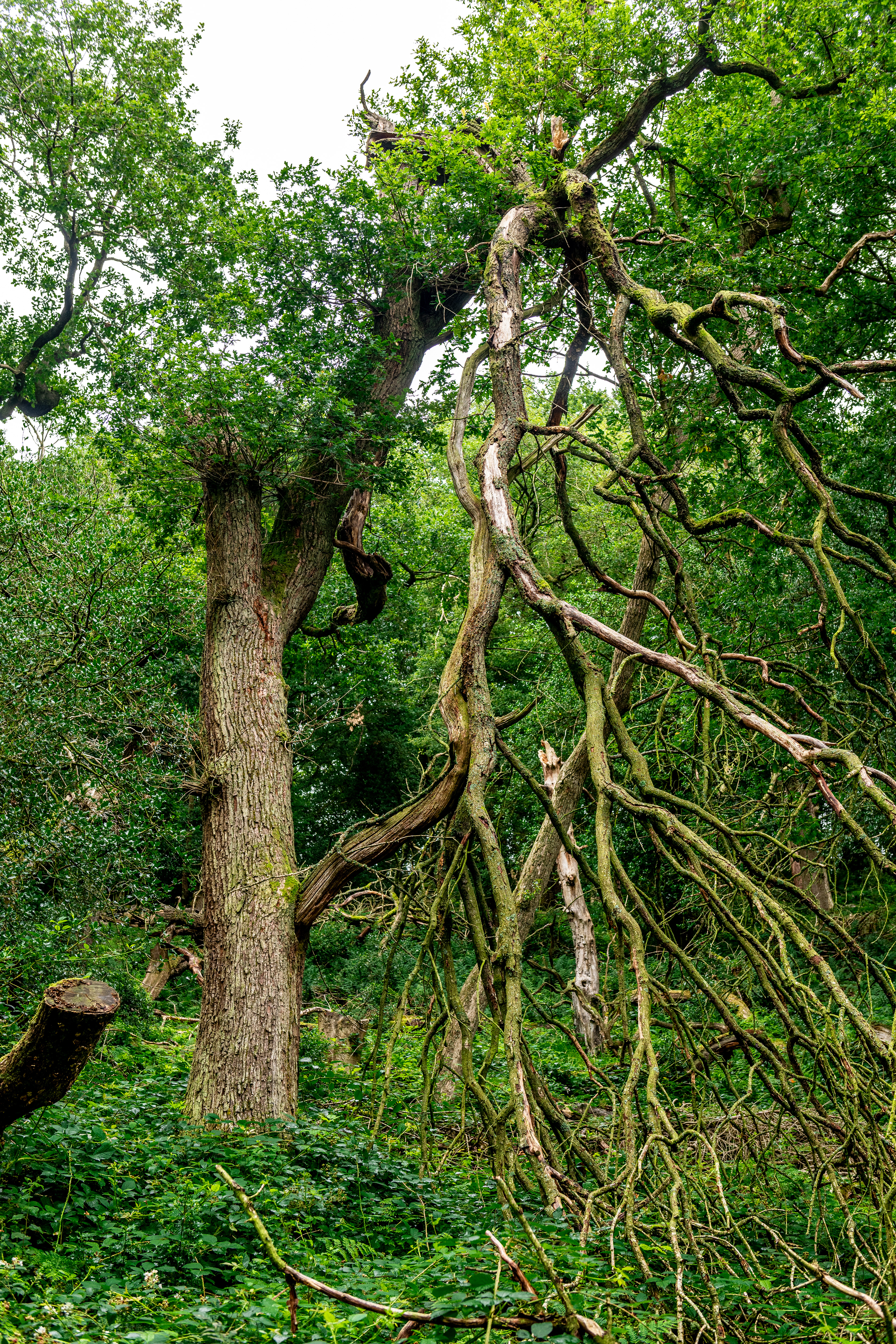 RSPB Coombes Valley